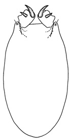 segregatus
